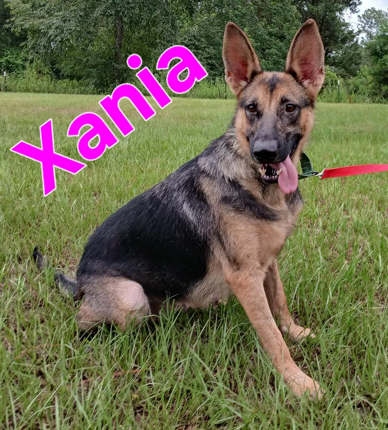 Xania thumbnail 2