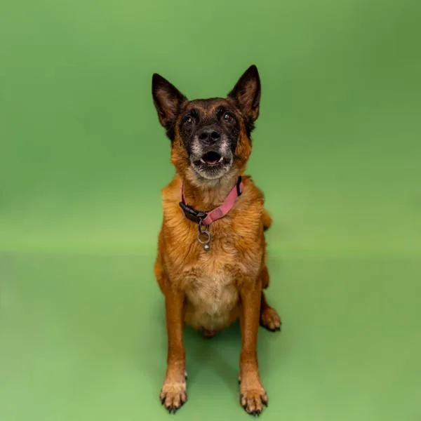 A senior small-sized male Shepherd dog named Pen  Doug for adoption in Lawrenceville, GA
