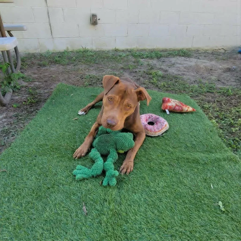An adult large-sized male Bicolor Mixed Breed dog named Clifford for adoption in Umatilla, FL
