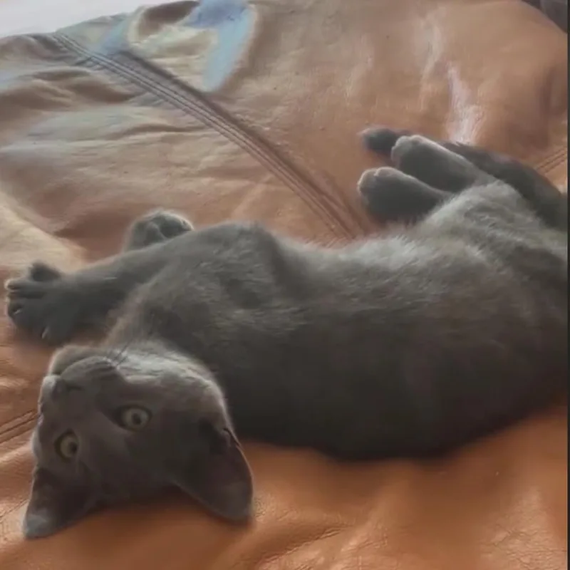 A young small-sized male Domestic Short Hair cat named Goop for adoption in Escondido, CA