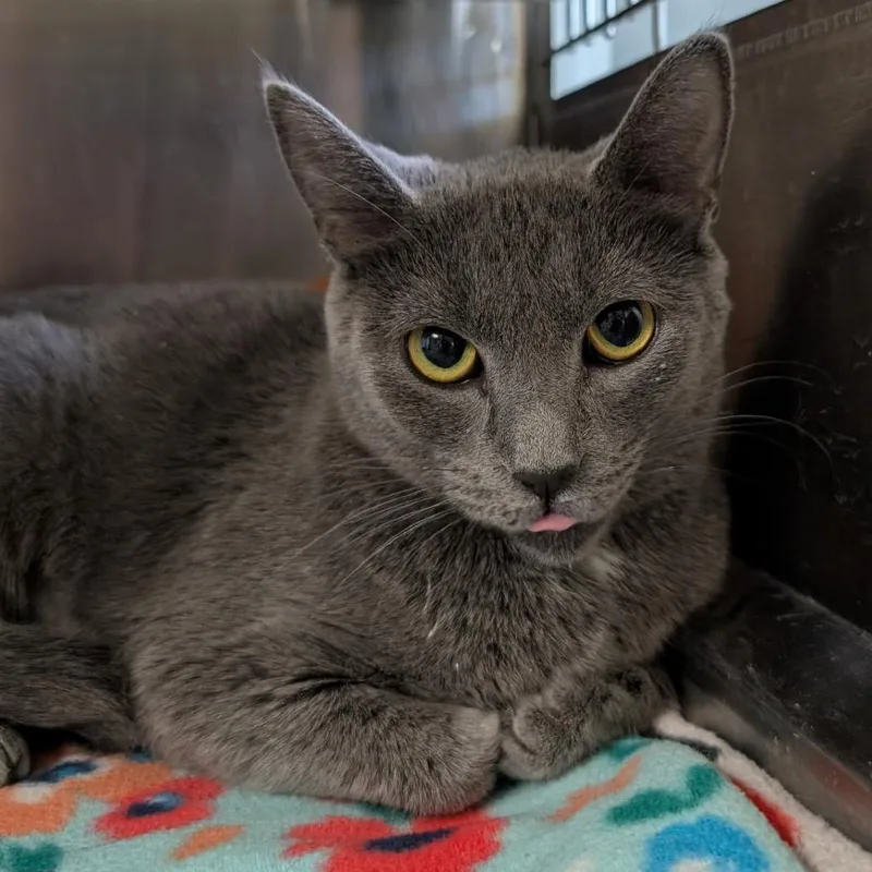 An adult medium-sized female Gray / Blue / Silver Domestic Short Hair cat named Persephane for adoption in Springfield, IL