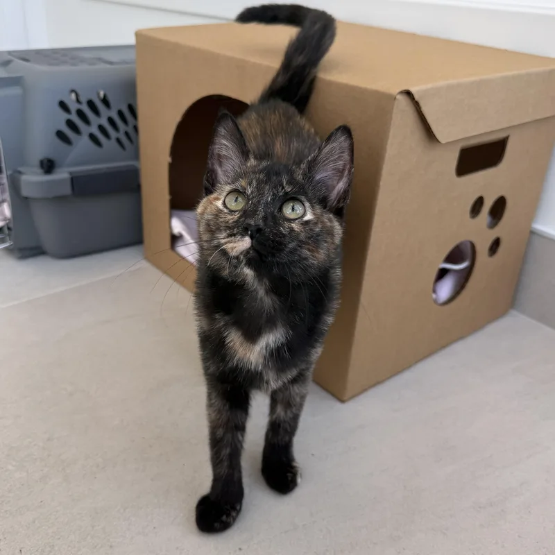 A baby medium-sized female Tortoiseshell Tortoiseshell cat named Gilda for adoption in Evanston, IL