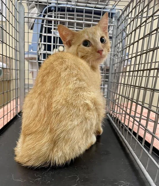 A baby medium-sized male Orange / Red Domestic Short Hair cat named Oliver for adoption in Clyde, NC