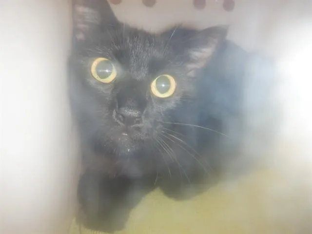 A young large-sized female Domestic Short Hair cat named A for adoption in San Jose, CA