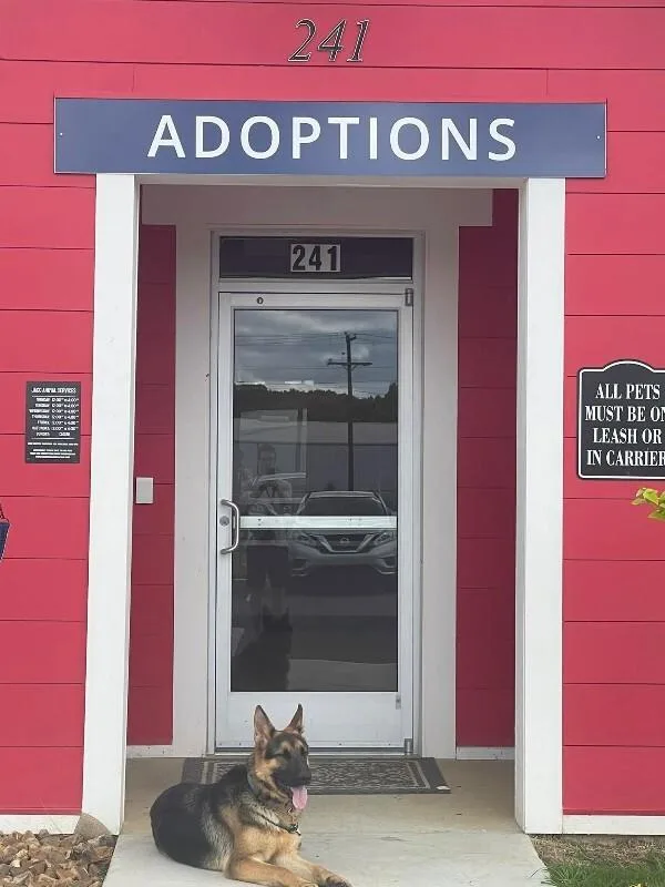 An adult large-sized male Black German Shepherd Dog dog named Otto for adoption in Jackson, TN