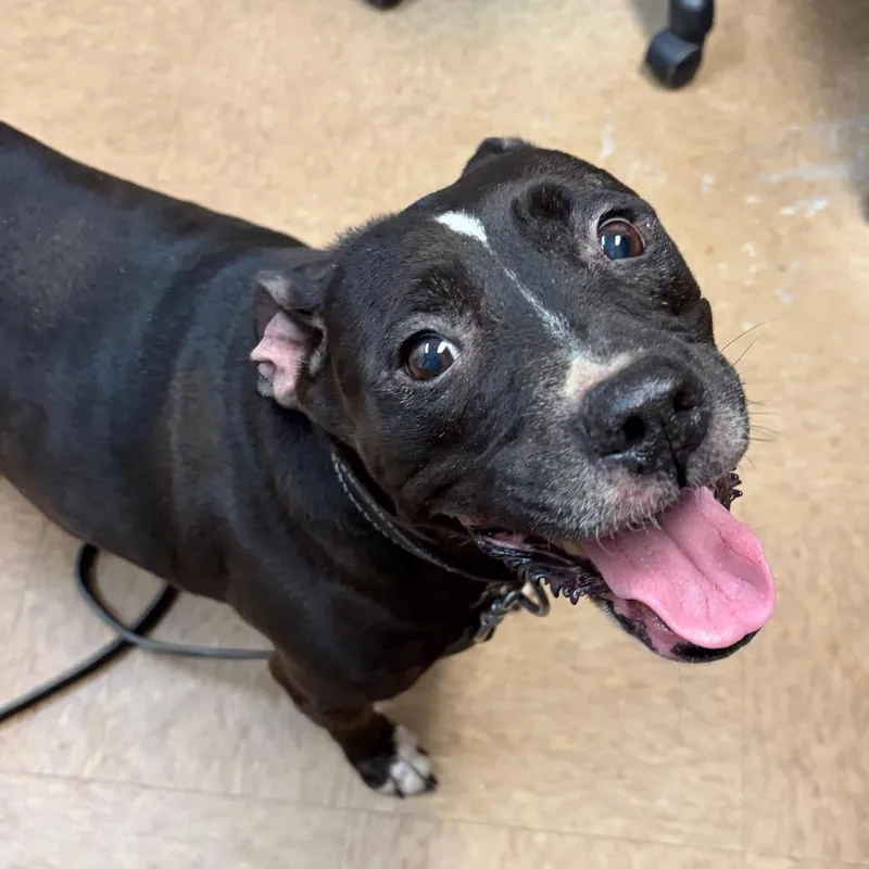 A senior medium-sized female Black Staffordshire Bull Terrier dog named Maggie Mae for adoption in Lakeland, FL