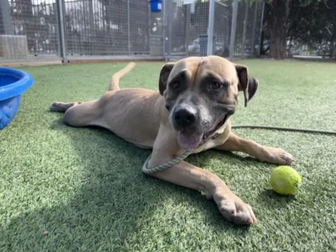 An adult medium-sized female Mixed Breed dog named Cecilia for adoption in Chatsworth, CA