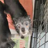 A senior small-sized male Black Chihuahua dog named Wallace for adoption in Portsmouth, OH
