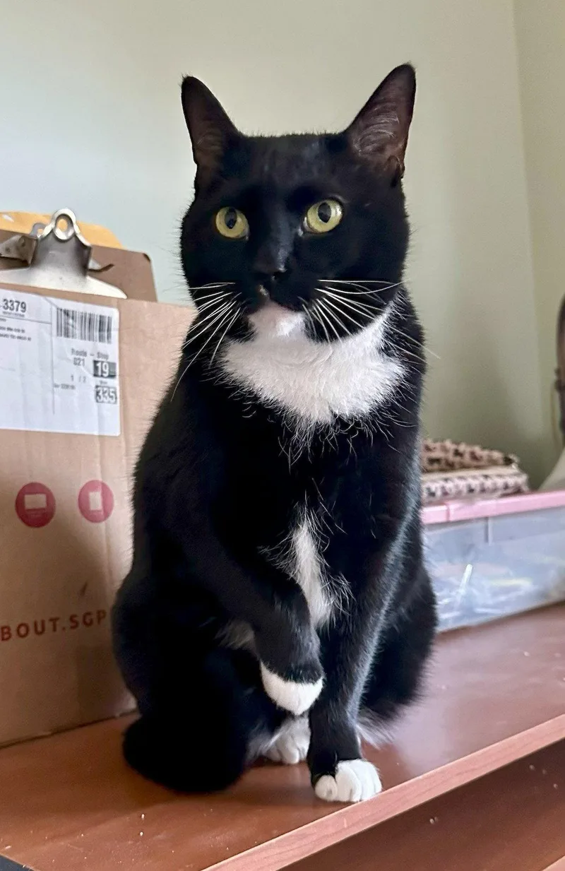 An adult medium-sized female Domestic Short Hair cat named Mittens for adoption in Crossville, TN