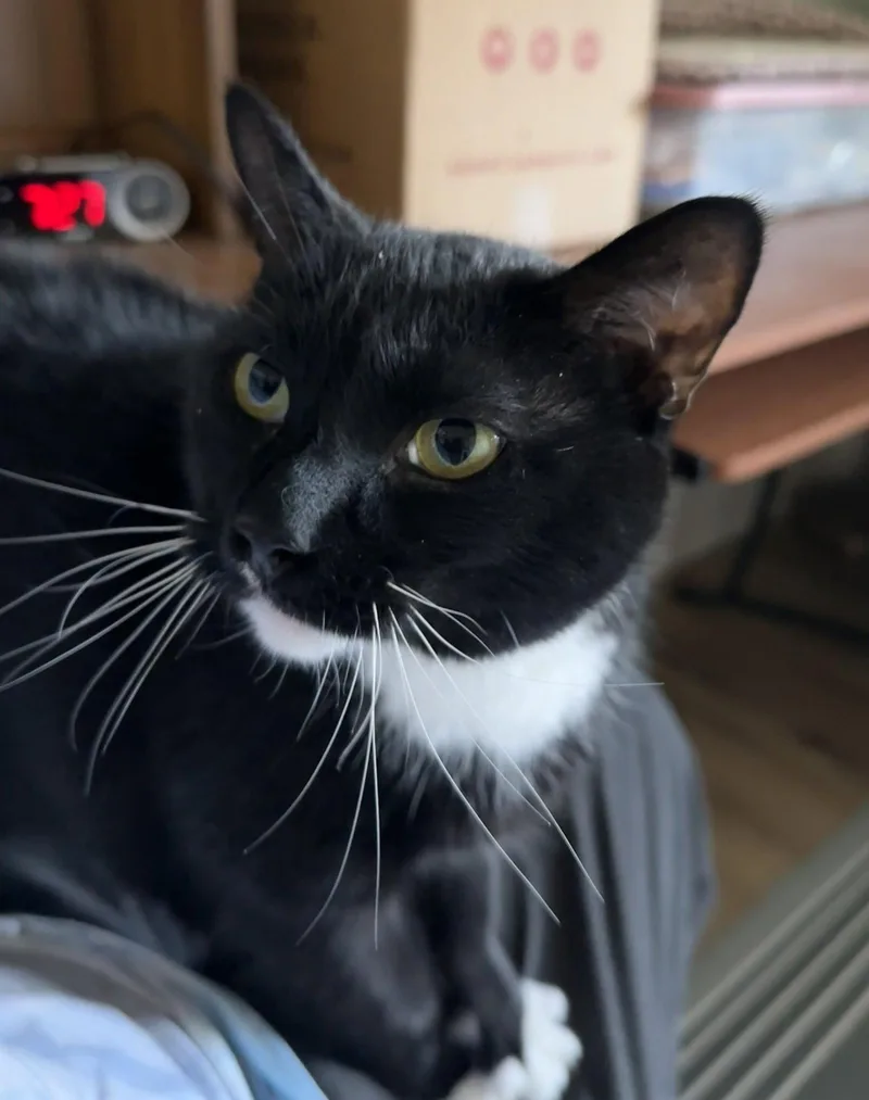 Mittens thumbnail 2