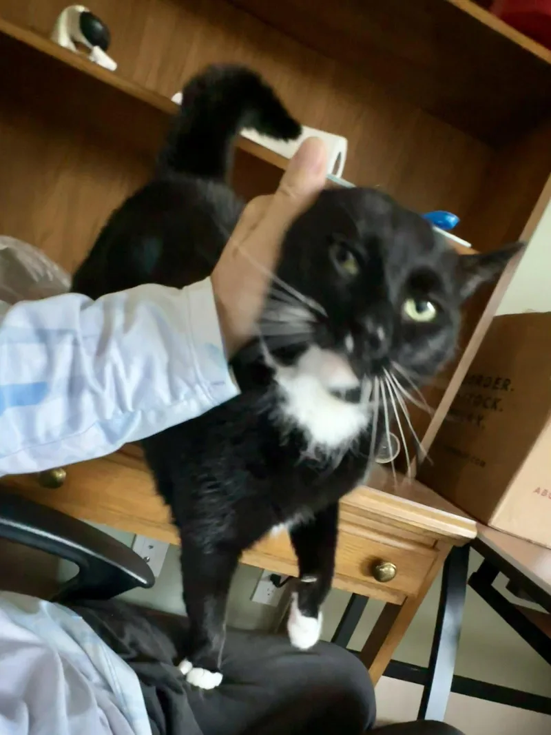 Mittens thumbnail 3