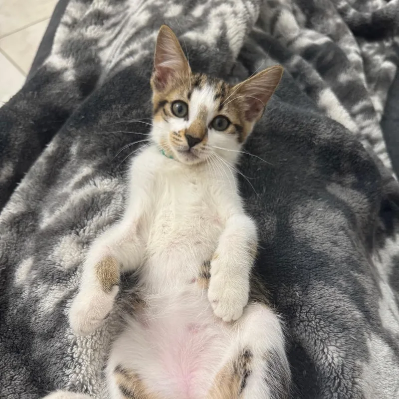 A baby small-sized female Brown / Chocolate Domestic Short Hair cat named Jelly Bean for adoption in Lauderhill, FL