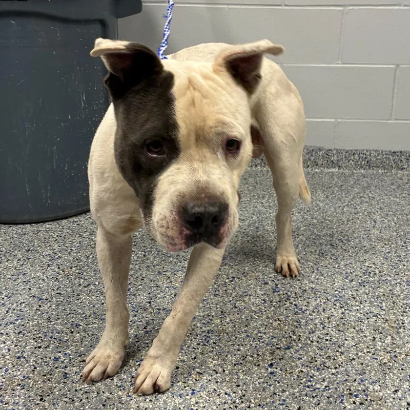 An adult medium-sized male White / Cream Mixed Breed dog named Spooder for adoption in Greenville, SC