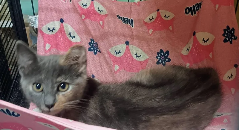 A baby small-sized female Domestic Short Hair cat named Sadie for adoption in Mustang, OK
