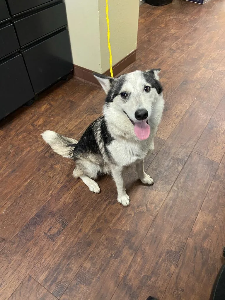 A young medium-sized female Cattle Dog dog named Dog Kennel  Shakira for adoption in Greenville, TX