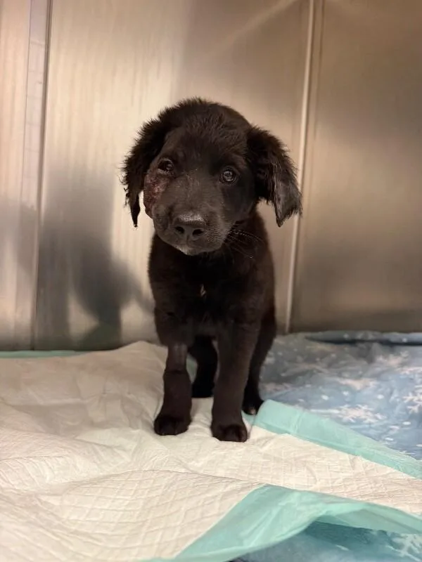 A young medium-sized male Black Mixed Breed dog named Danny for adoption in Cincinnati, OH