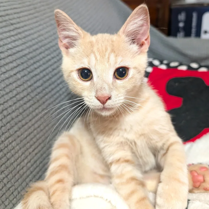 A baby medium-sized male Tabby (Buff / Tan / Fawn) Tabby cat named Lemonade for adoption in Smithfield, NC
