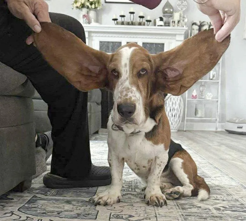 A young medium-sized male Basset Hound dog named Brownie for adoption in Mays Landing, NJ