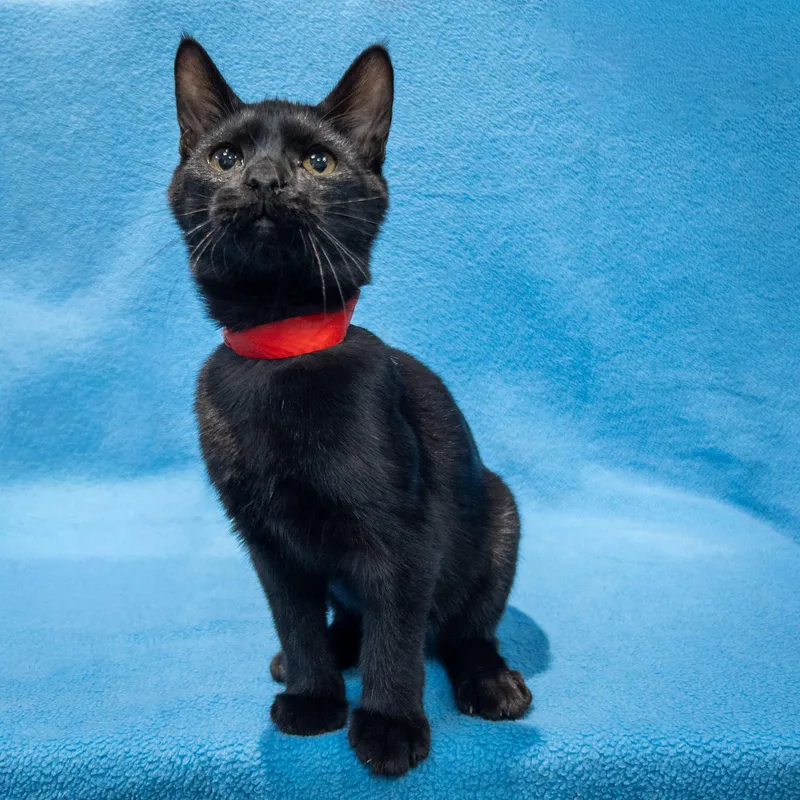 A baby medium-sized male Black Domestic Short Hair cat named Blackbob for adoption in Overland Park, KS