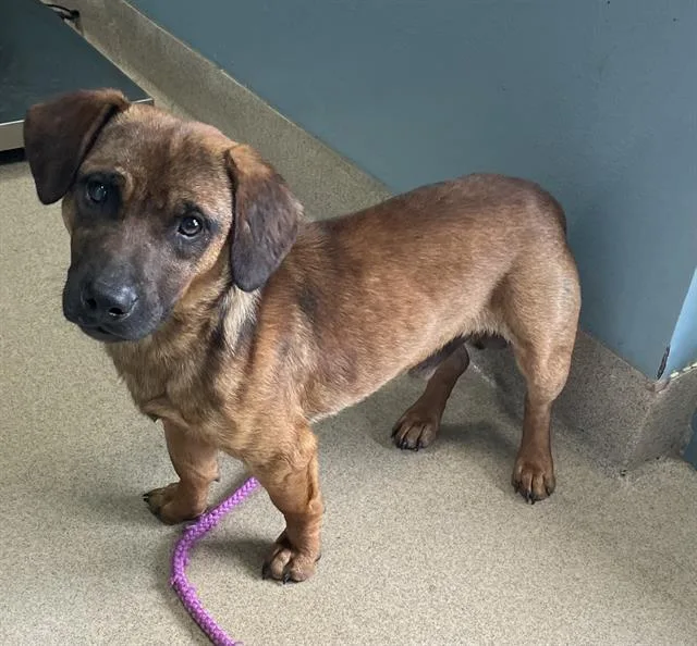 A young medium-sized male Mixed Breed dog named Monty for adoption in Newton, NC