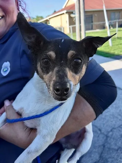 An adult small-sized male Chihuahua dog named Peanut for adoption in Fort Lauderdale, FL