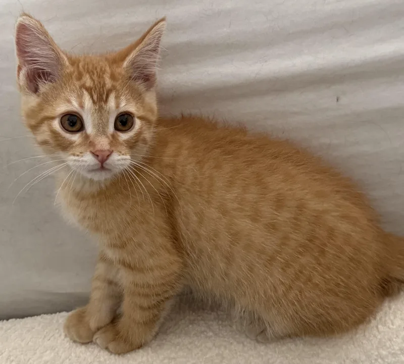 A young medium-sized male Tabby (Orange / Red) Domestic Short Hair cat named Gordon for adoption in Washburn, WI
