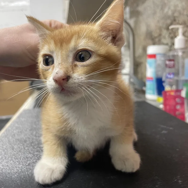 A baby small-sized female Orange / Red Domestic Short Hair cat named Basstray_ for adoption in Webster, TX
