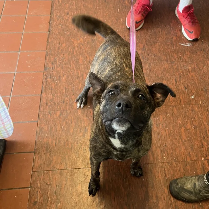 An adult medium-sized female Brindle Pit Bull Terrier dog named Beijing for adoption in East Saint Louis, IL