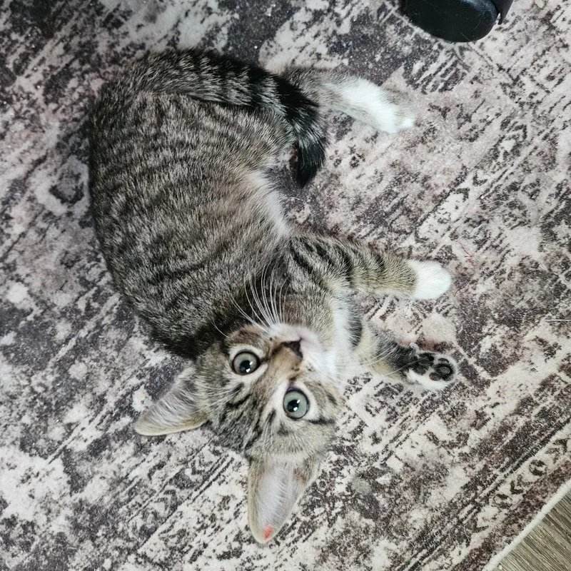 A baby small-sized female Brown / Chocolate Domestic Short Hair cat named Leslie Knope for adoption in Eagle Mountain, UT