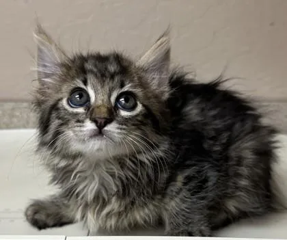 A young small-sized female Domestic Medium Hair cat named Helena for adoption in Phoenix, AZ