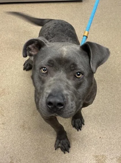An adult large-sized male Mixed Breed dog named Snack Wrap for adoption in Chamblee, GA