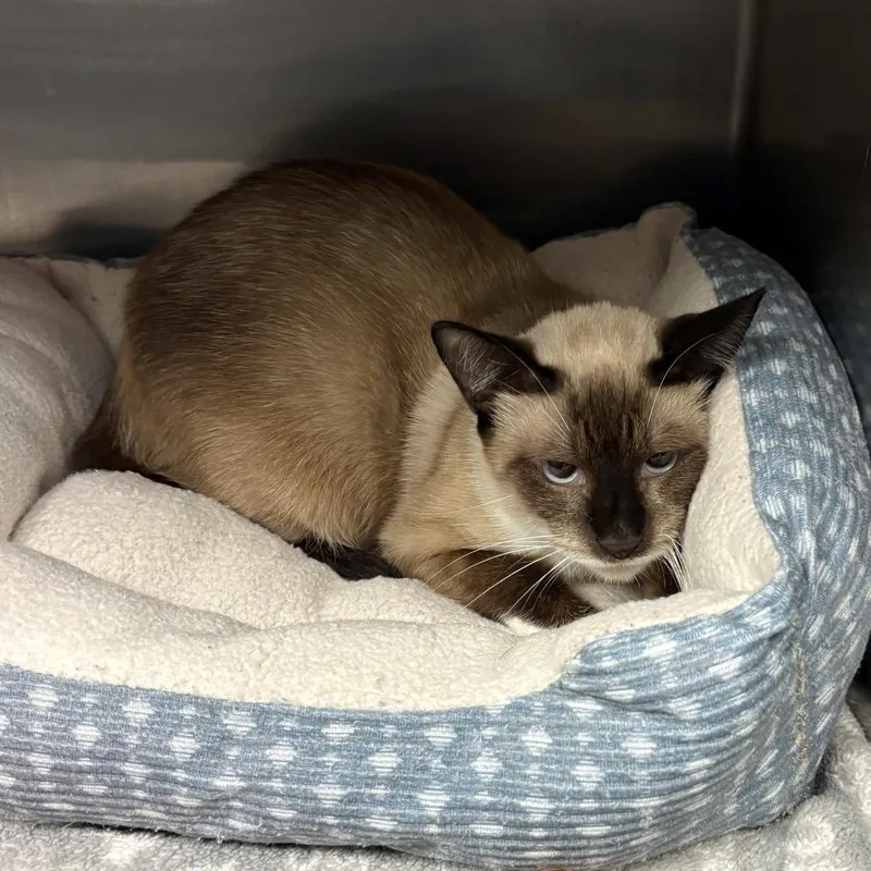 A young medium-sized female Cream / Ivory Siamese cat named Chardonnay for adoption in Beaumont, TX