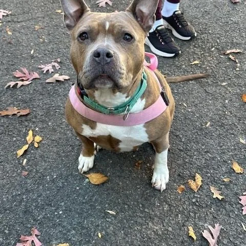 An adult medium-sized female Brindle American Staffordshire Terrier dog named Remi for adoption in Lyndhurst, NJ