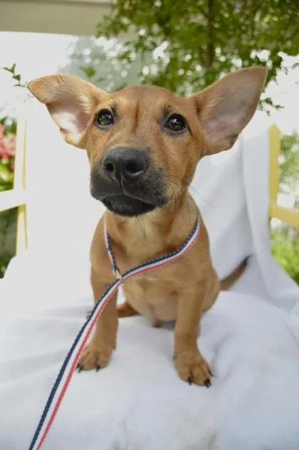 A baby small-sized male Terrier dog named Lester for adoption in Honolulu, HI