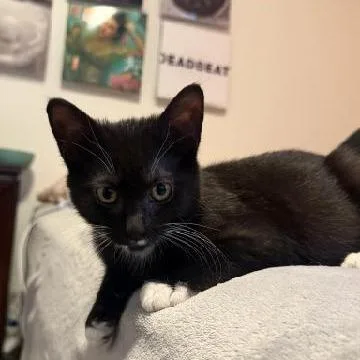 A baby small-sized male Black Domestic Short Hair cat named Franchester for adoption in Carmel, IN