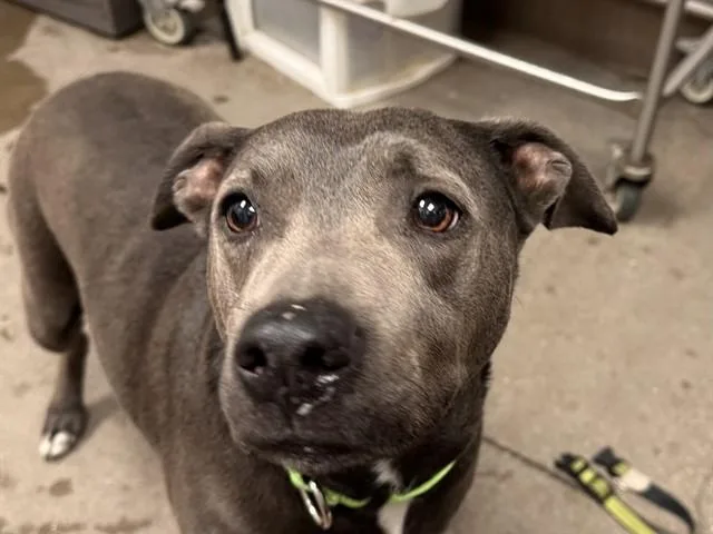 A young medium-sized female Pit Bull Terrier dog named Artemis for adoption in Tucson, AZ
