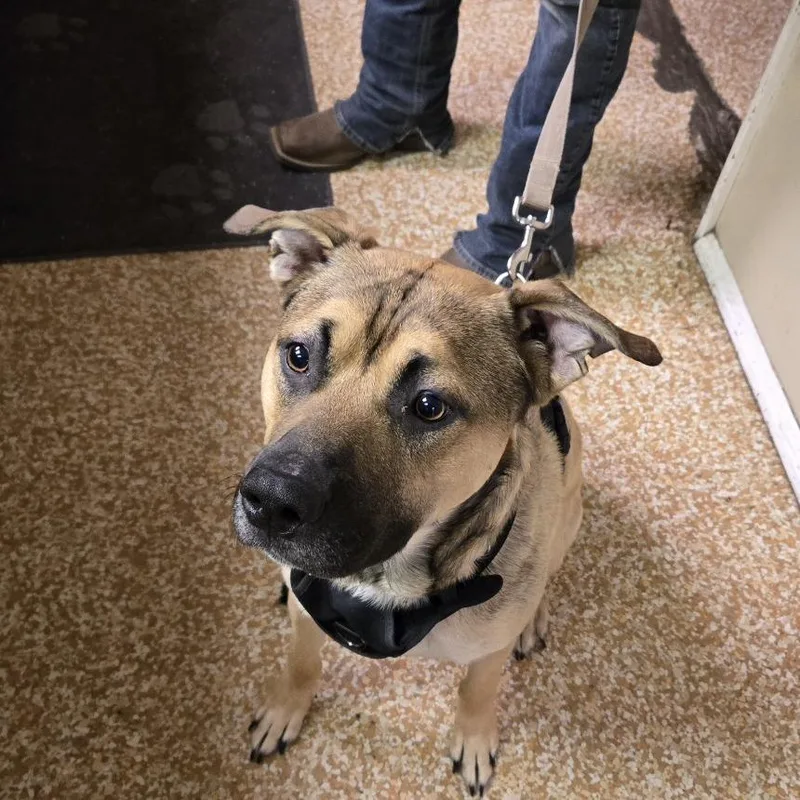 A young large-sized male Sable Pit Bull Terrier dog named Tank for adoption in Chehalis, WA