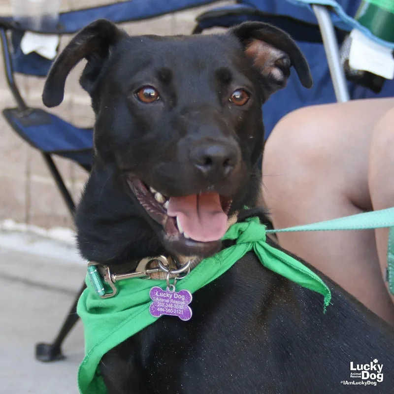 A young medium-sized female Labrador Retriever dog named Aggie for adoption in Washington, DC