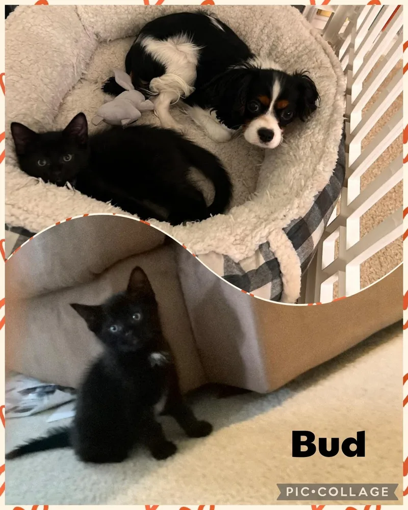 A baby small-sized male Black Domestic Short Hair cat named Bud for adoption in Newberg, OR