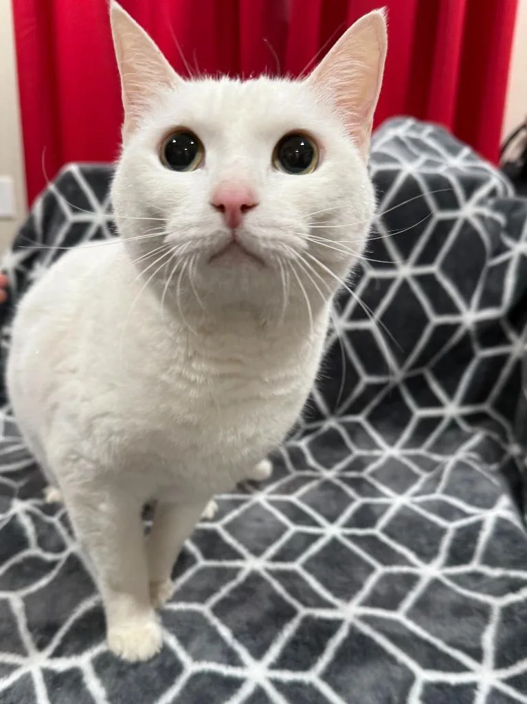 A senior large-sized female Exotic Shorthair cat named Empress for adoption in Vacaville, CA