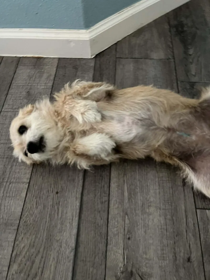An adult small-sized female Terrier dog named Donkey for adoption in Eugene, OR