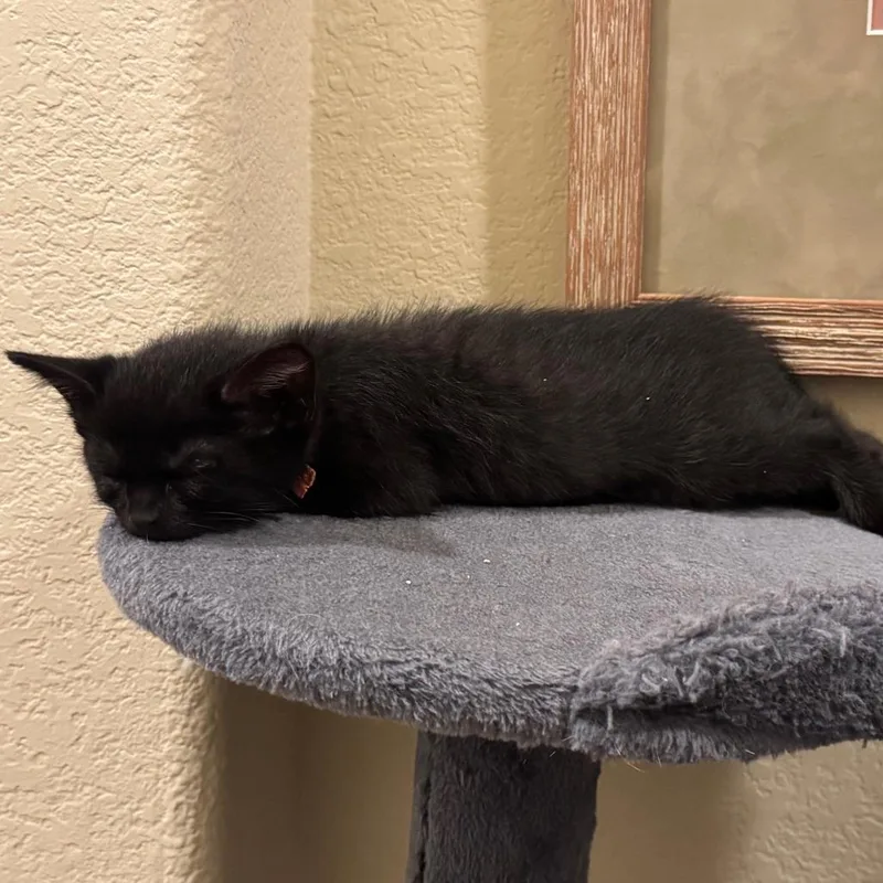 A baby small-sized male Black Domestic Short Hair cat named Carrot for adoption in Austin, TX
