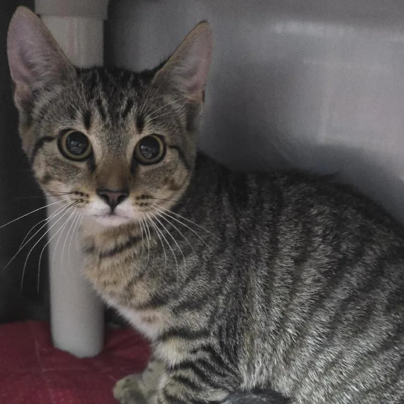 A baby small-sized female Brown / Chocolate Domestic Short Hair cat named Dizzy for adoption in Yanceyville, NC