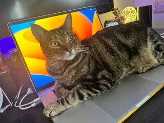 An adult medium-sized male American Shorthair cat named London for adoption in San Jose, CA