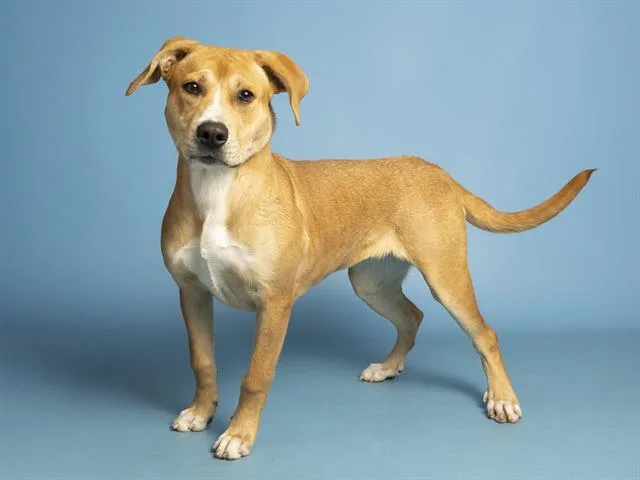 A young medium-sized female Pit Bull Terrier dog named Berta for adoption in Phoenix, AZ