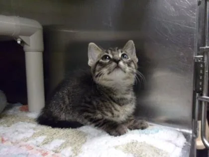 An adult medium-sized male Domestic Short Hair cat named Michael for adoption in Picayune, MS