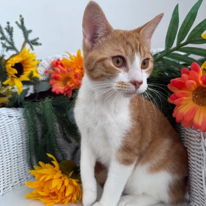 A baby small-sized male Orange / Red Domestic Short Hair cat named Agent Whiskers Agi for adoption in Eaton Rapids, MI
