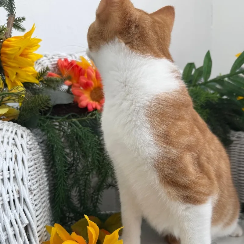 Agent Whiskers Agi thumbnail 6
