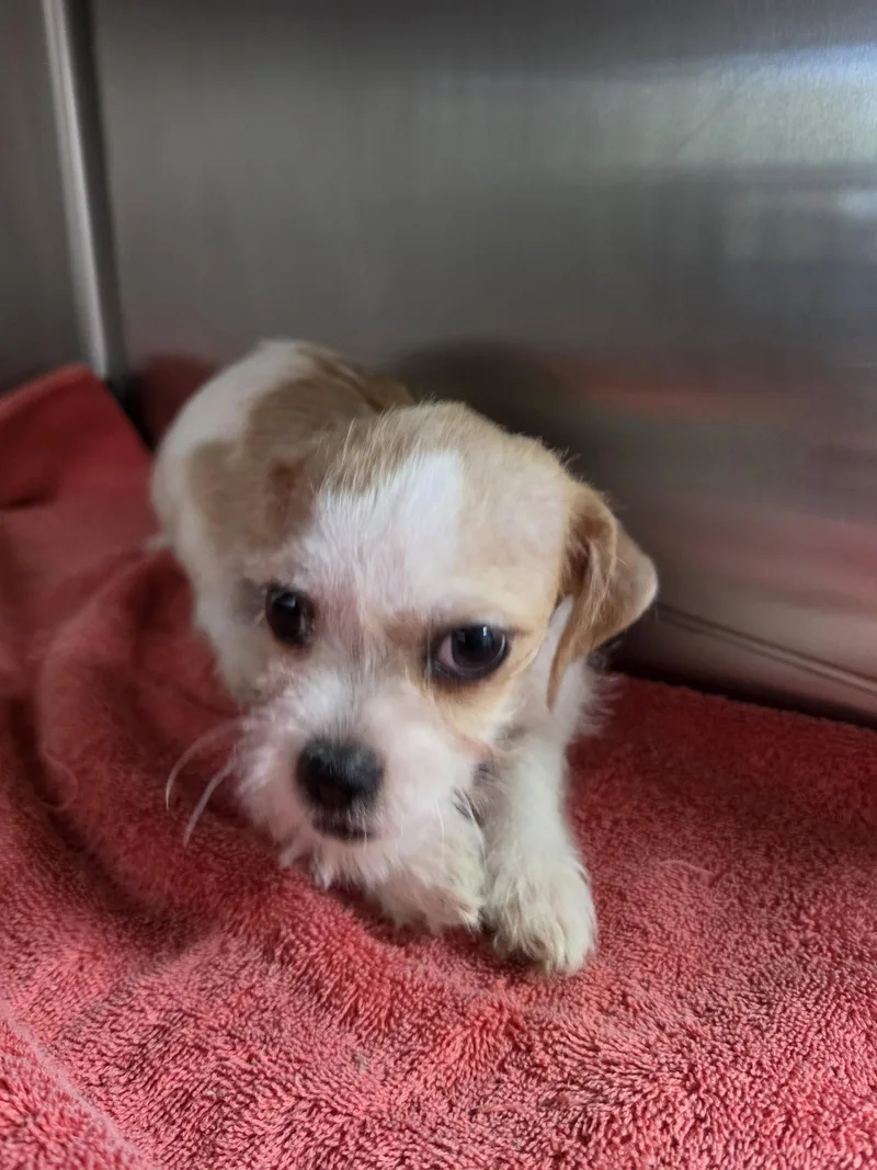 A baby small-sized female Shih Tzu dog named Betsy for adoption in San Antonio, TX