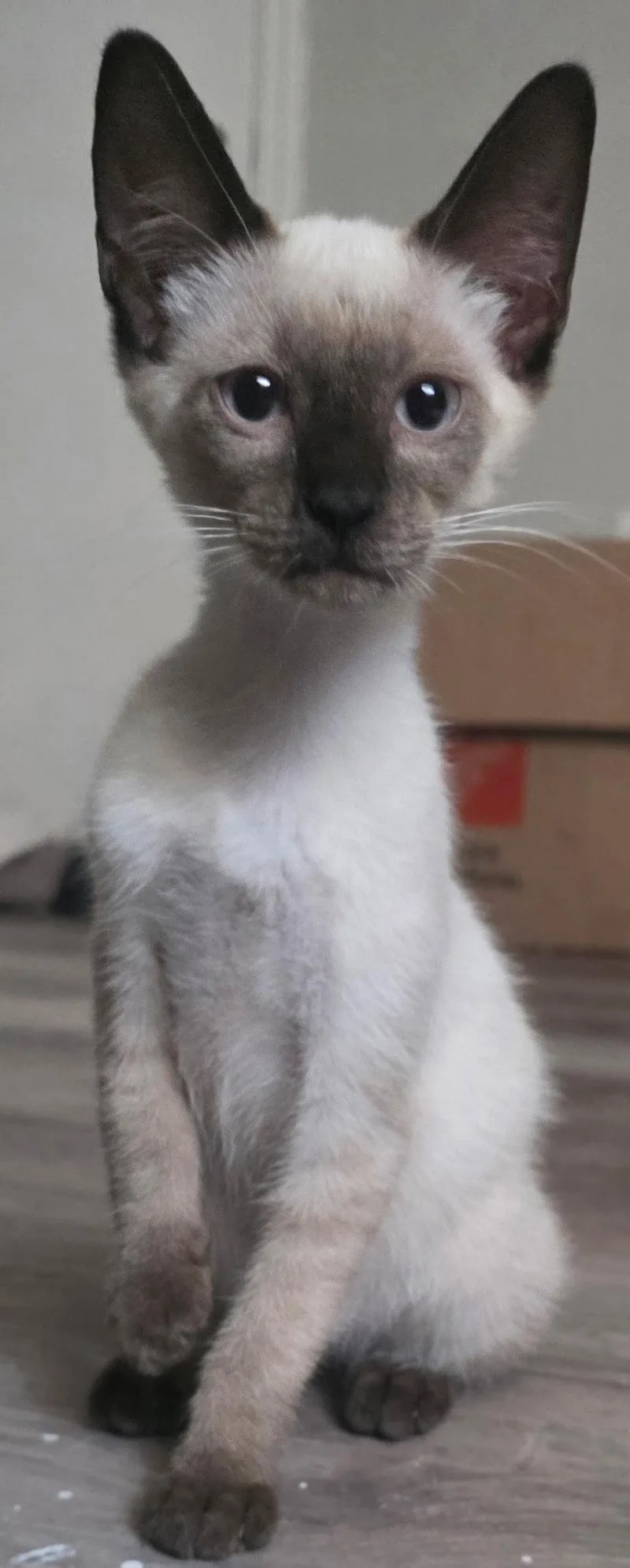 A baby medium-sized male Domestic Short Hair cat named Sake the Chocolate Point for adoption in Oviedo, FL